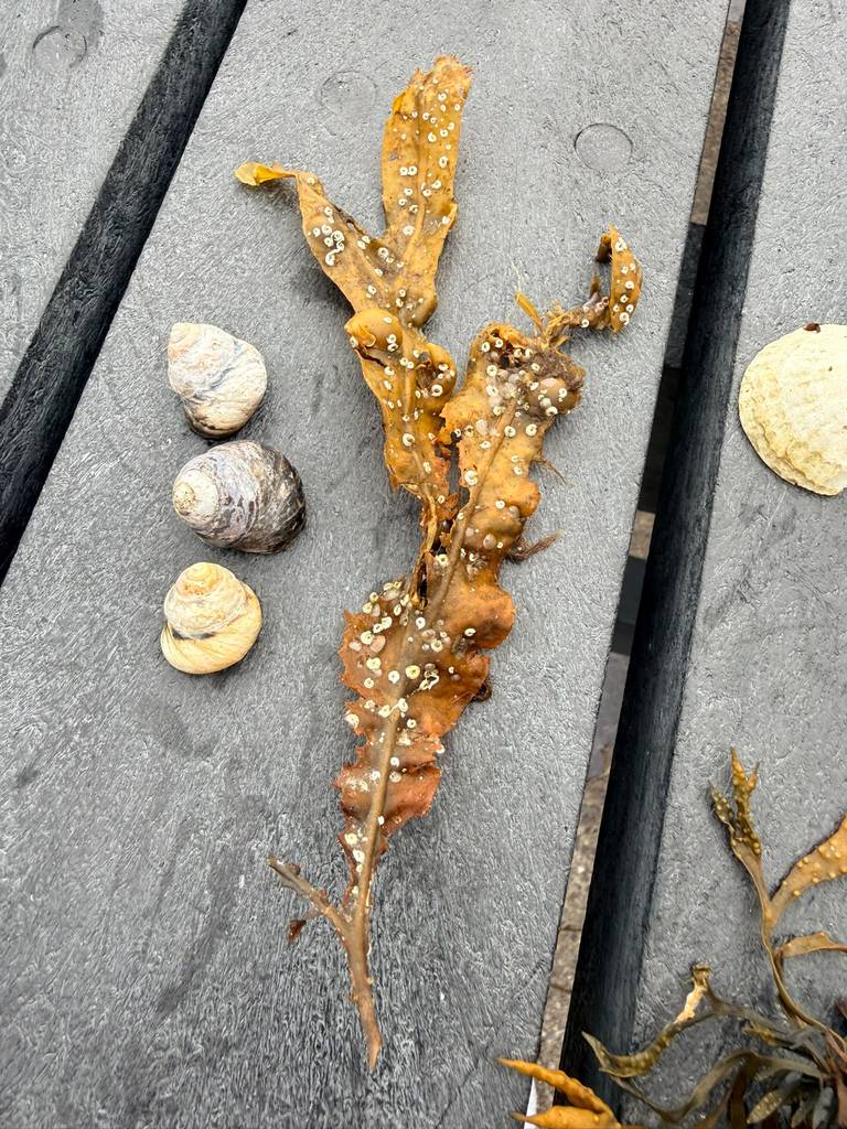 Kreatywny Reset w Donegal (9–11 października 2026) to kameralny, regenerujący retreat dla kobiet w luksusowej rezydencji An Uaimh tuż przy dzikiej Fintra Beach. Połącz intuicyjną sztukę organiczną z Karoliną Di Duca, terapię Gestalt i uwalnianie emocjonalne z Kasią Forest oraz kojącą ciszę atlantyckiego wybrzeża. Zdejmij codzienny pancerz, odzyskaj wewnętrzny spokój i podaruj sobie weekend wolny od presji i oceniania.